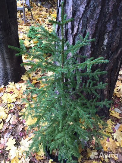 Ель красная саженцы (Picea Rubens)