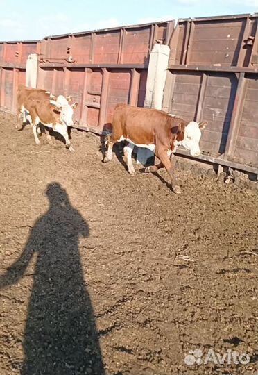 Телки этого года