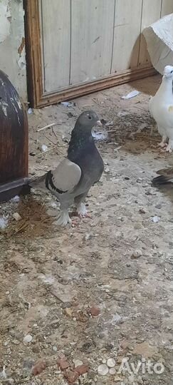 Голуби турецкие такла Есть разный розвелось много