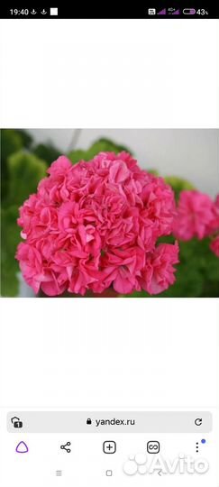 Пеларгонии сортовые