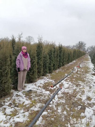 Туя колумна