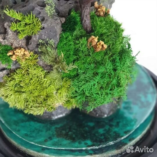 Моссариум. Подарок на день рождения, педагогу