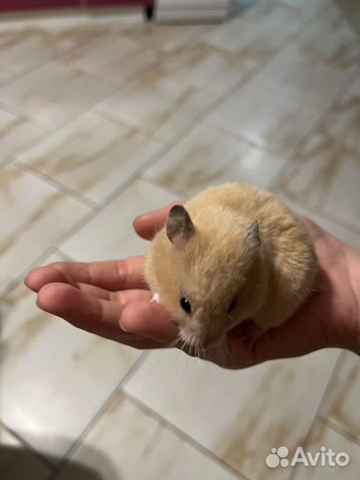 Сирийский хомяк