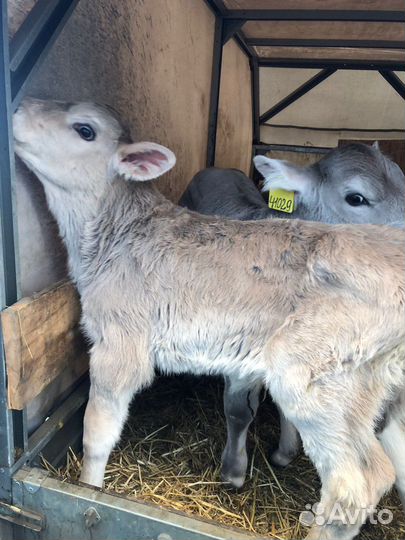 Бычки швицкой породы