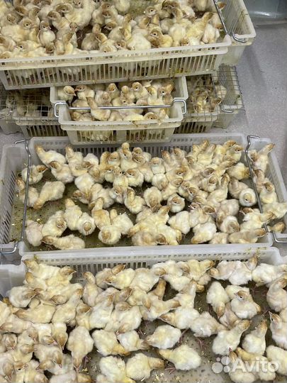 Индюк супер-тяжеловес Конвектор