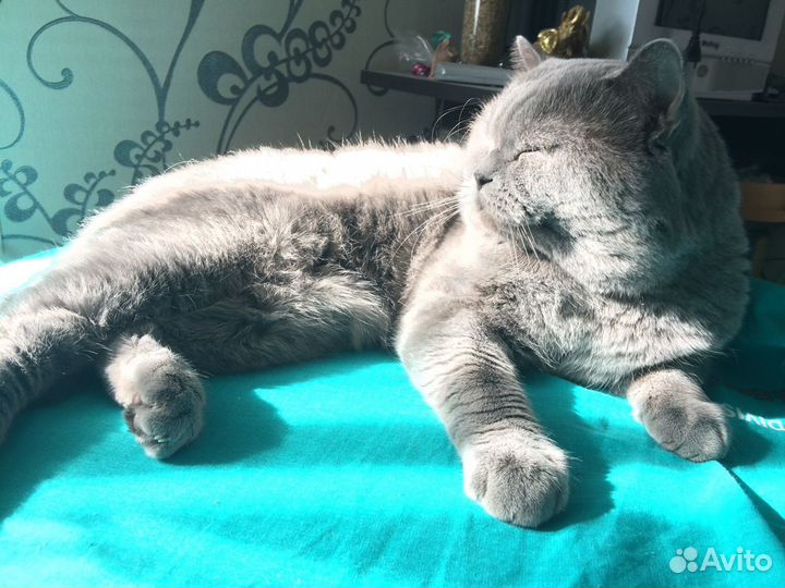 Британский кот вязка