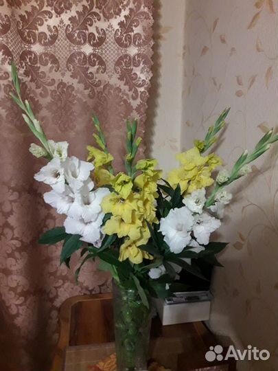 Гладиолусы