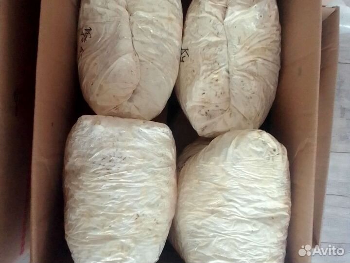 Мицелий вешенки PPH зерновой быстрый