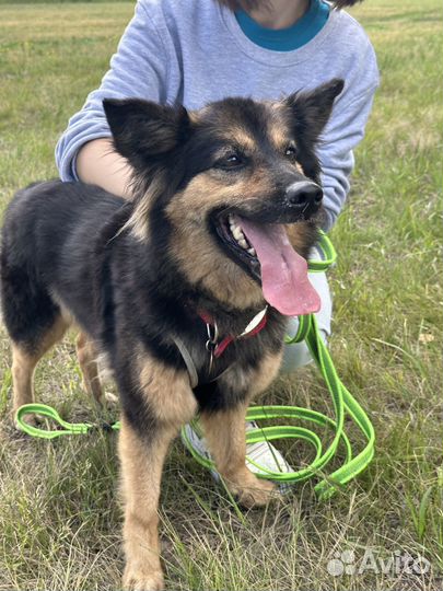 Миниатюрная домашняя собачка попала в приюте