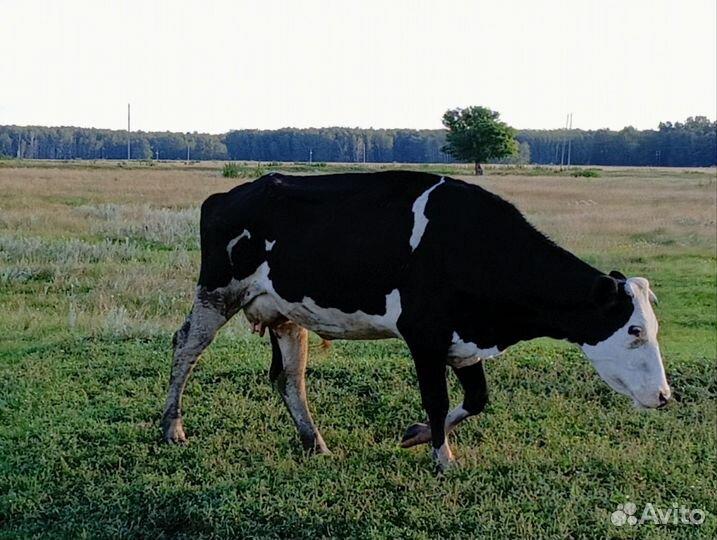 Корова дойная молочная