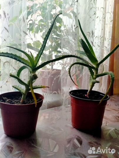 Алоэ лечебный