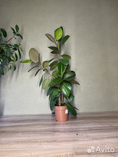 Фикус Робуста (Ficus elastica cv. Robusta)