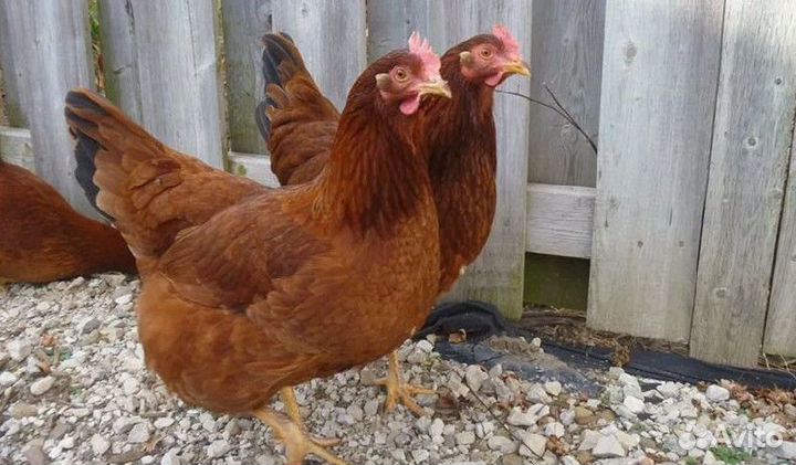 Куры несушки