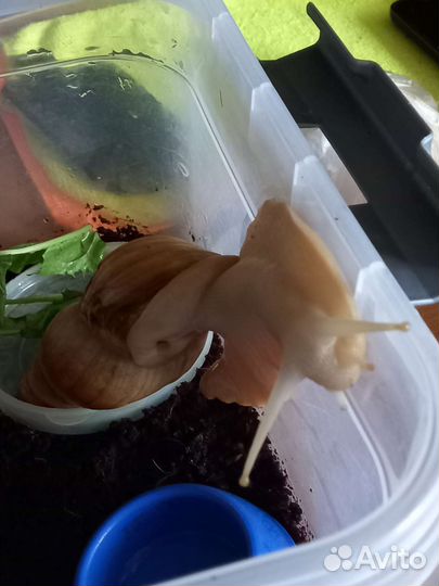 Улитки ахатины