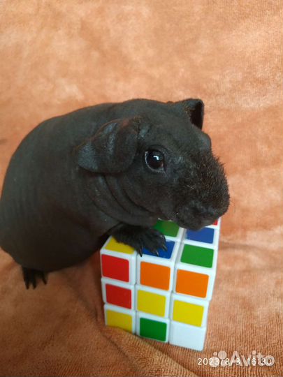 Морская супер свинка Скинни. Малышка