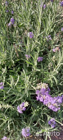 Лаванда узколистная саженцы