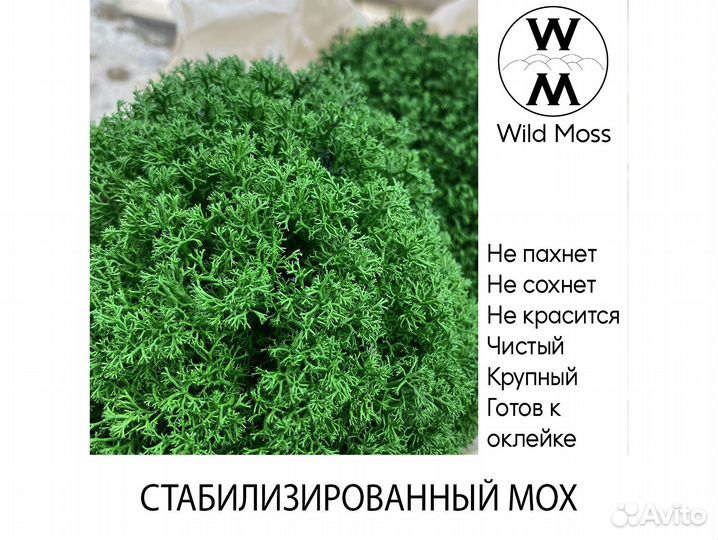 Стабилизированный мох