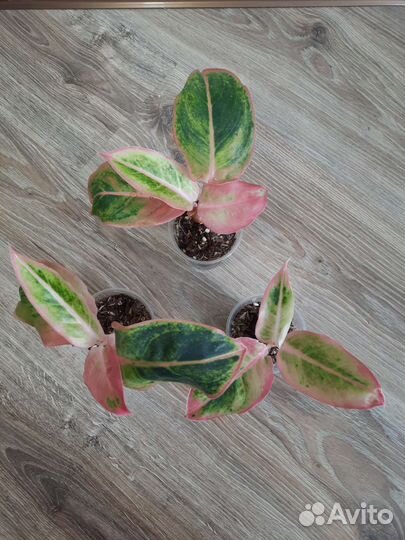 Аглаонема Salomon Fantasy