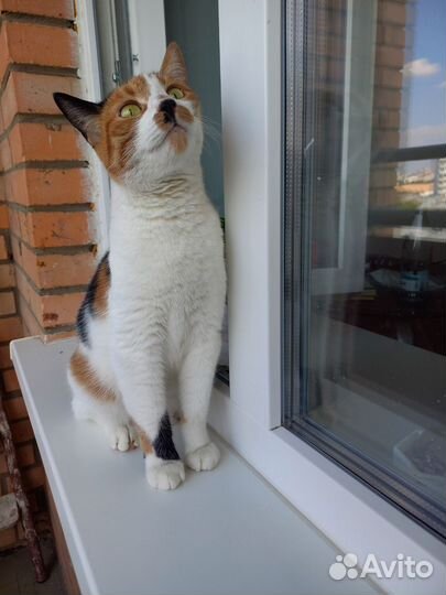 Очаровательная кошка-ласкуша ищет любящую семью