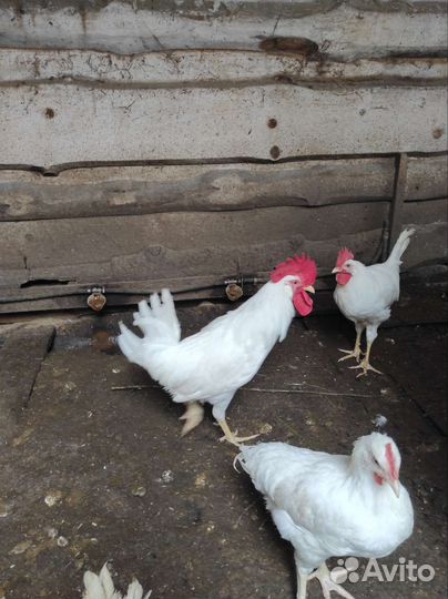 Молодые петушки
