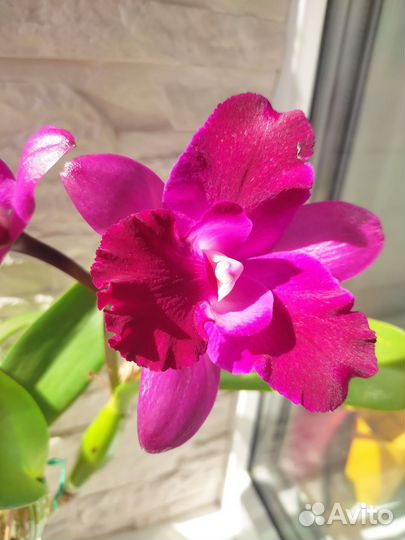 Орхидея катлея