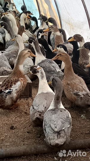 Голубой Фаворит и Агидель