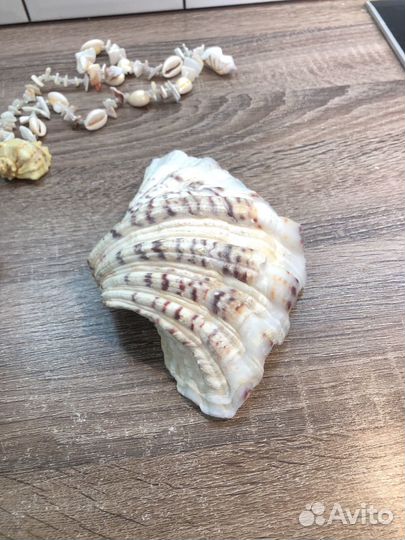 Ракушка морская большая