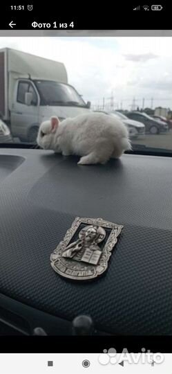 Декоративные кролики