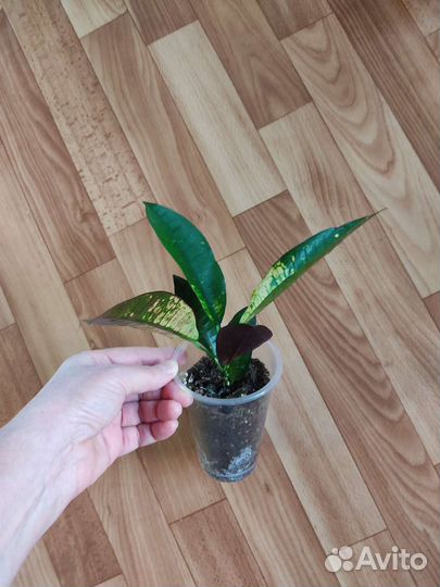 Кодиеум кротон