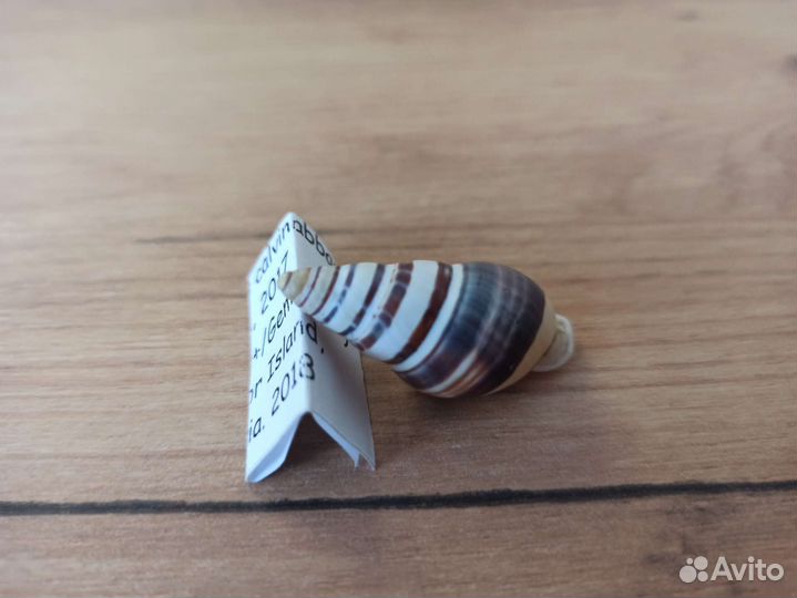 Морская раковина