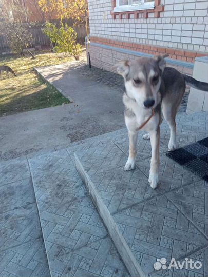 Щенки метисы в добрые руки