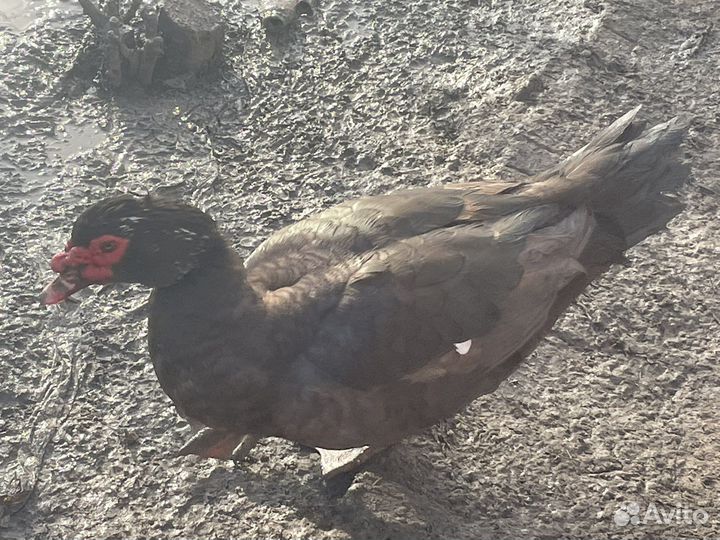 Индоутки крупные