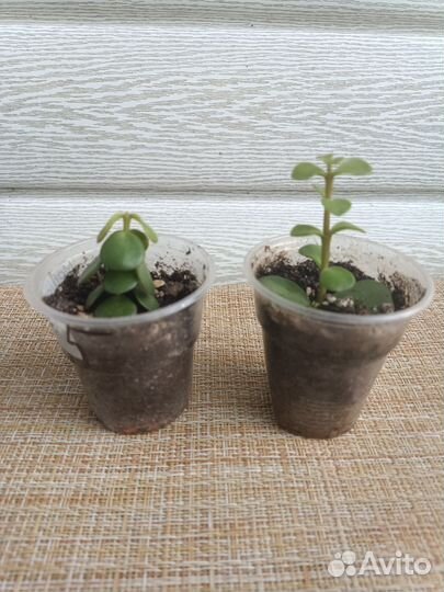 Суккуленты