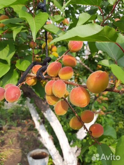 Саженцы абрикос