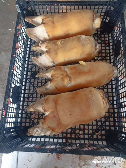 Корм для собак