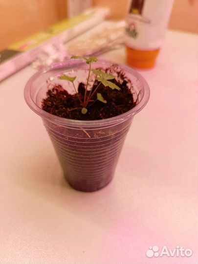 Ремонтантная земляника