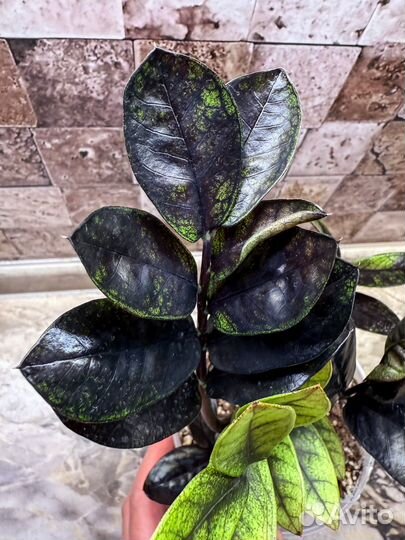 Замиокулькас эмеральд