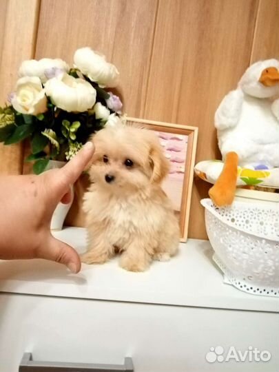 Микро - тэдди девочка Алиса Мальтипу ф1