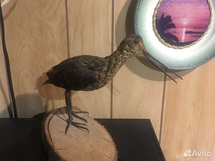 Чучело птиц