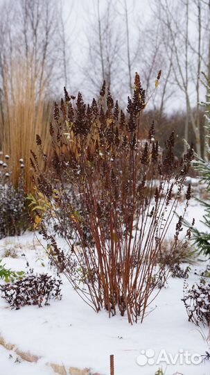 Спирея Дугласа Spiraea douglasii