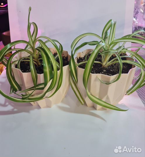 Комнатные растения, эпипремнум Глобал грин