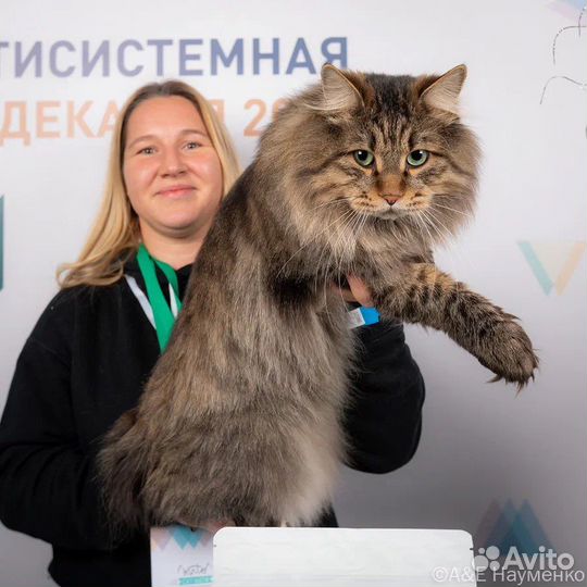 Курильский бобтейл вязка