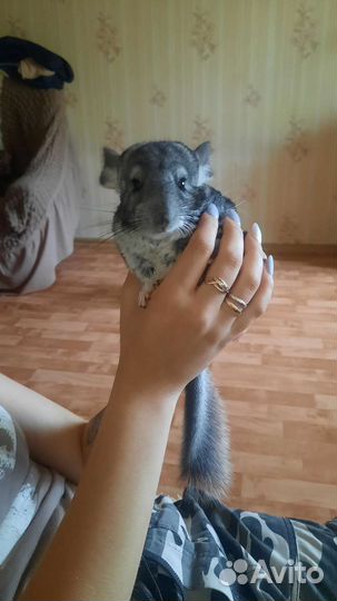 Шиншилла