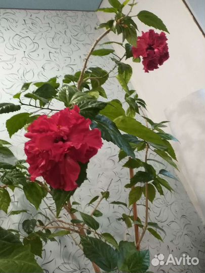 Гибискус махровый красный