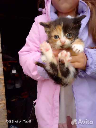 Продам катят