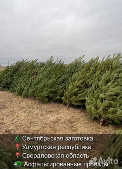 Сосна сентябрьская новогодняя опт