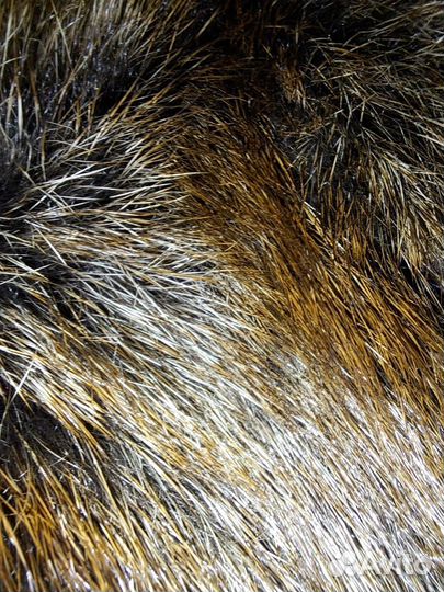 Шуба натуральная. Сурок