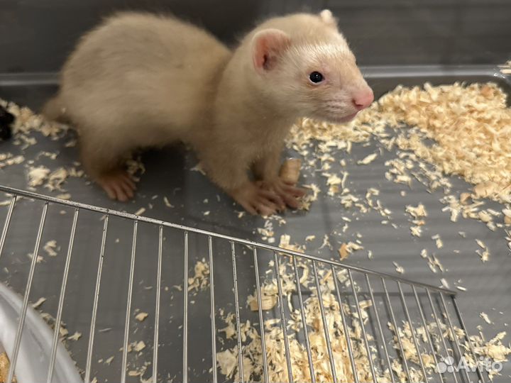 Хорек с клеткой