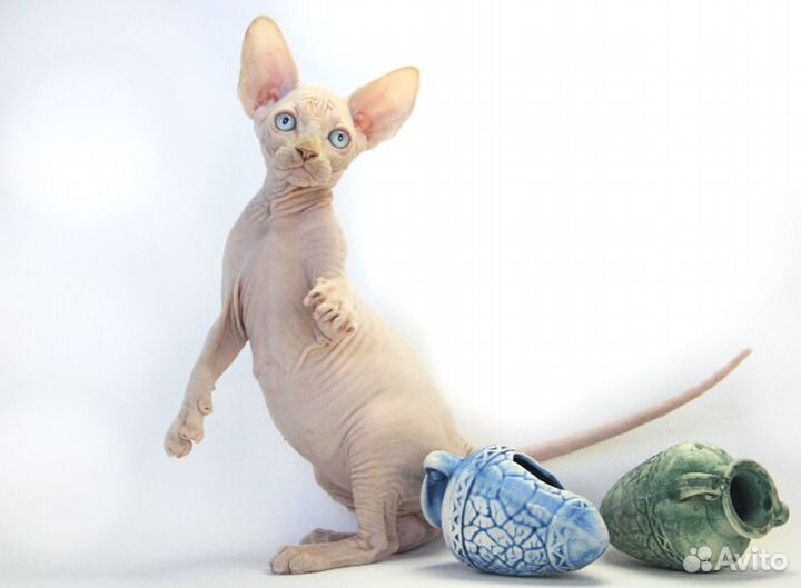 Живут на земле существа неземной красоты Барбарики