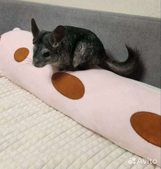 Шиншиллята мальчики